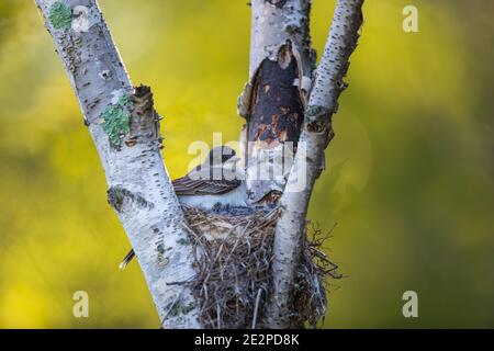 Nidification de kingbird dans le nord du Wisconsin. Banque D'Images