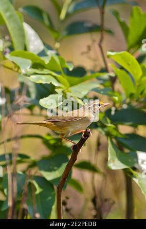 Paruline de Radde (Phylloscopus schwarzi) adulte assis sur la branche dans la forêt, Parc national de Khao Yai, Thaïlande Banque D'Images