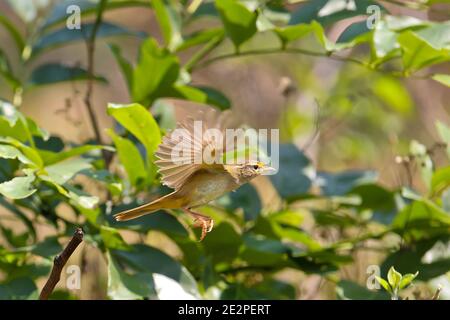 Paruline de Radde (Phylloscopus schwarzi) adulte volant dans la forêt, Parc national de Khao Yai, Thaïlande Banque D'Images