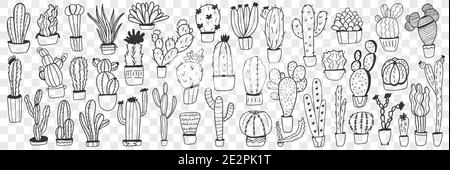 Cactus dans pots Doodle Set. Collection de plantes cactus dessinées à la main dans des pots pour la culture à la maison isolés sur fond transparent. Illustration de plantes mexicaines exotiques pour les soins à la maison Illustration de Vecteur