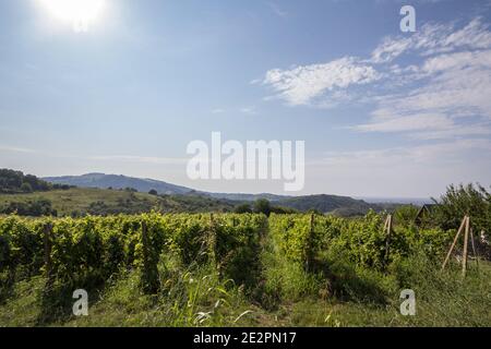 Vignoble fait de rangées de vignes produisant du Chardonnay, sur une colline pendant une après-midi ensoleillée, pris dans la montagne Fruska Gora en Serbie, dans un château p Banque D'Images