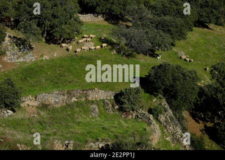 Troupeau de moutons dans un pré de Santa María de la Alameda, Communauté de Madrid. Banque D'Images