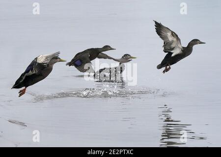 Canards noirs en vol et au décollage Banque D'Images