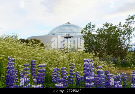 Reykjavik, Islande - le 21 juin 2019 - la vue de Perlan, le célèbre planétarium et centre d'exposition de la ville surplombant la fleur pourpre de lupin Banque D'Images