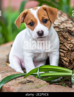 Chiot triste yeux assis mendiant Banque D'Images