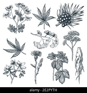 Ensemble plantes et herbes médicinales. Illustration vectorielle d'un dessin d'ingrédient de plantes médicinales ou de cosmétiques naturelles. Éléments de conception isolés dessinés à la main Illustration de Vecteur