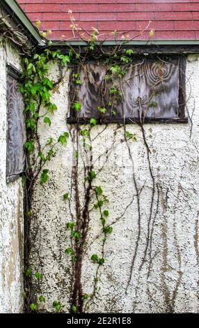 Des mauvaises herbes qui rampent sur le mur d'un motel abandonné. Banque D'Images