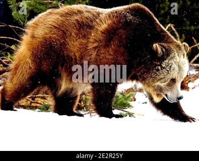 West Yellowstone, Montana, États-Unis. 19 février 2016. Deux grizzlis jouent dans la neige fraîchement tombée au Grizzly & Wolf Discovery Centre de West Yellowstone, en bordure du parc national de Yellowstone Credit: Amy Katz/ZUMA Wire/Alay Live News Banque D'Images