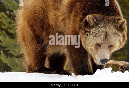 West Yellowstone, Montana, États-Unis. 19 février 2016. Ours grizzly dans la neige fraîchement tombée au Centre de découverte Grizzly & Wolf de West Yellowstone, à la périphérie du parc national de Yellowstone crédit: Amy Katz/ZUMA Wire/Alay Live News Banque D'Images