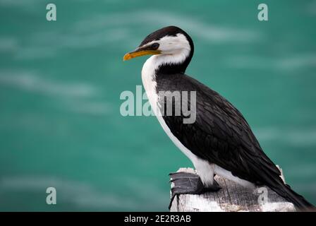 Little Pied Cormorant, Microcarbo melanoleucos, perché sur un quai. Banque D'Images