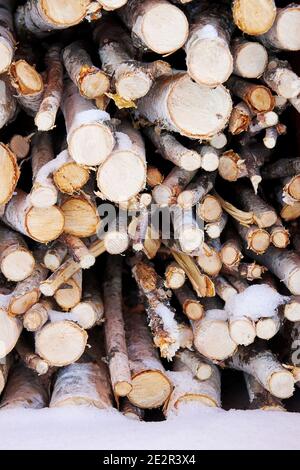 Pile de fines branches de bouleau dans la neige prête à être utilisée dans la cheminée. Maison de campagne en hiver Banque D'Images