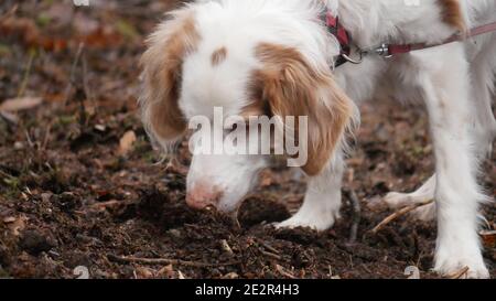 Chien de la vieille Bretagne ​​(Epagneul Breton) en automne, il fait un sniffs sur le sol de la forêt Banque D'Images