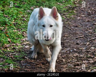 Chien berger blanc (Berger blanc Suisse) approche le spectateur dans la forêt d'automne et ressemble à un loup blanc Banque D'Images