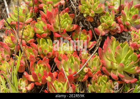 Rouge vert Dudleya espèce laitue Bluff Côte Nord Dudleya powdery Salade de mer LiveForever (Dudleya farinosa) Banque D'Images