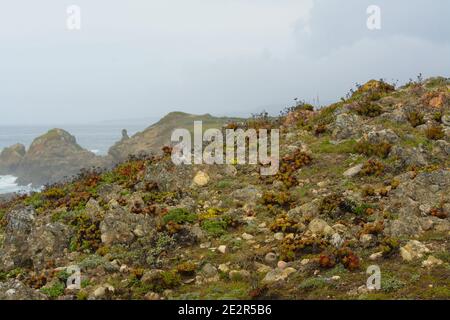 Rouge vert Dudleya espèce laitue Bluff Côte Nord Dudleya powdery Salade de mer LiveForever (Dudleya farinosa) Banque D'Images