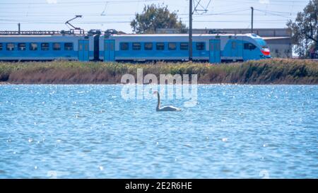 Graceful White Swan nageant dans le lac avec de l'eau bleue par une journée ensoleillée. Train électrique à l'arrière-plan. Le cygne muet, nom latin Cygnus olor. Banque D'Images