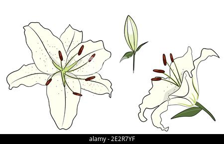 Fleurs aux nénuphars blanches. Illustration vectorielle. Illustration de Vecteur