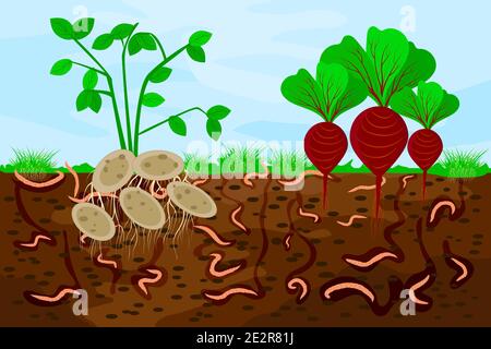 Écorché de terre avec des vers de terre et des légumes. Illustration des vers de terre dans le sol du jardin.passage de l'air et de l'eau dans le sol créé par les vers de terre.Vector Illustration de Vecteur