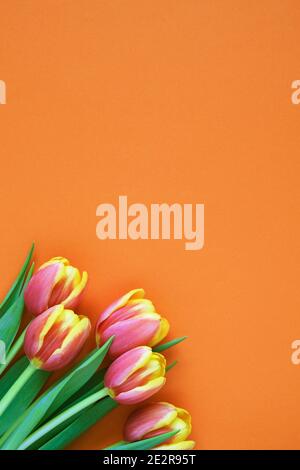 Tulipes sur fond orange. Carte de vœux. 8 mars bonne Journée des femmes. Fête des mères. Pose à plat. Placer pour le texte. Photo verticale Banque D'Images