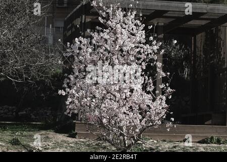 Arbre à fleurs d'amande, avec fleurs blanches. Dans le Parc Deer Valley à Jérusalem Banque D'Images