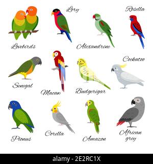 Collection colorée d'icônes de perroquet. Ensemble de symboles oiseau animal isolé sur fond blanc. Illustration de Vecteur