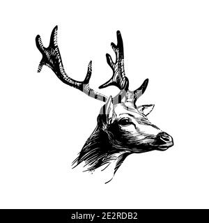 Tête de cerf. Dessin à l'encre graphique pour un imprimé, style boxer vintage. Symbole de noblesse. Illustration de Vecteur