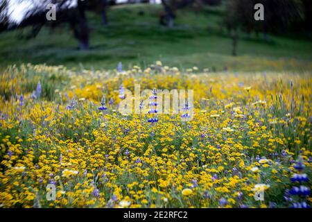 Lupin (Lupinus albifrons ou Lupinus ludovicianus) et Goldfield (Lasthenia californica ssp. Californica) prairie de fleurs sauvages printemps de Californie Banque D'Images