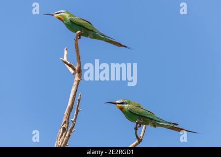 Close up of blue-cheeked bee-eater sitting on a branch of tree. Banque D'Images