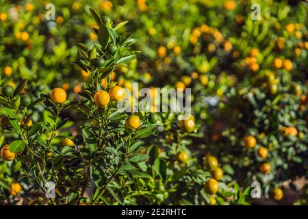 Close up agrumes orange vif sur un arbre, le Kumquat en l'honneur du nouvel an vietnamien. Marché aux fleurs de la nouvelle année lunaire. Le Nouvel An chinois. Le têt Banque D'Images