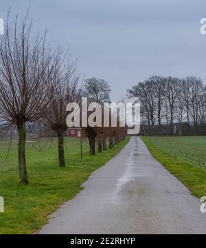 Une ligne de saules taillés traditionnellement le long d'une petite route agricole. Photo du comté de Scania, Suède Banque D'Images