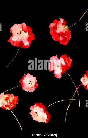 Fleurs rouges inky sur l'illustration noire Banque D'Images