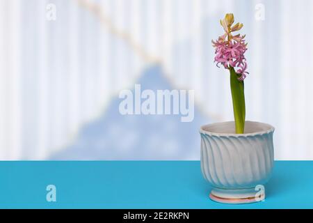 Fond de décoration de fleur. Gros plan de la magnifique jacinthe rose avec des bourgeons tendres et de la verdure fraîche dans un vase blanc décoratif sur un bureau bleu sur blu Banque D'Images