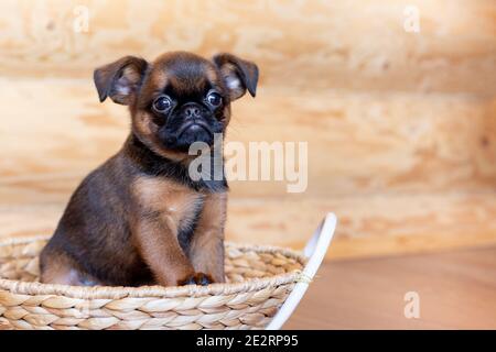 Portrait d'un mignon petit chiot bruxellois griffon assis dans un panier en osier. Banque D'Images