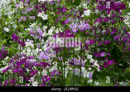 Sydney Australie, jardin de fleurs blanches, mauves et pourpres de primula malacoides ou de fleurs de primeveaux Banque D'Images