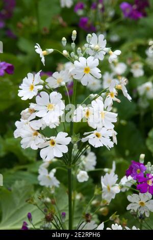 Sydney Australie, tige d'un primula malacoides ou d'un primrose fée avec anneau de petites fleurs blanches Banque D'Images