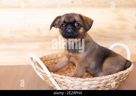 Portrait d'un mignon petit chiot bruxellois griffon assis dans un panier en osier. Banque D'Images