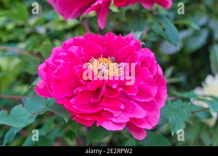 Dans les fleurs de pivoine rose, il y a des abeilles qui collectent le nectar. Le lieu de tournage était le parc national de Xitou, dans le comté de Nantou, à Taïwan. Banque D'Images