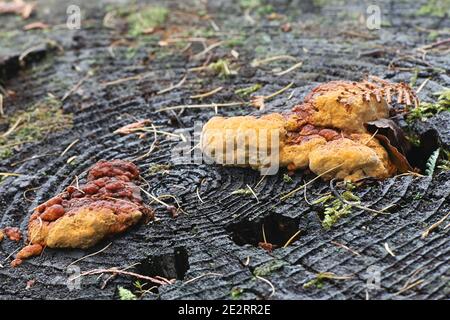 Gloeophyllum odoratum, connu comme le Mazegill Anis et marron, un champignon polypore de Finlande Banque D'Images