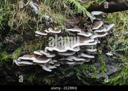 Bjerkandera adusta, connu sous le nom de la parenthèse fumée, champignon sauvage de Finlande Banque D'Images