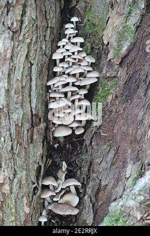 Homophron cernuum, également appelé Psathyrella cernua, un champignon à brittlestem de Finlande sans nom anglais commun Banque D'Images