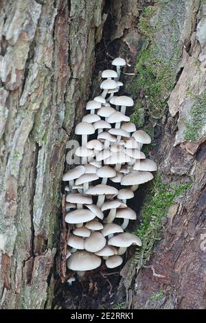 Homophron cernuum, également appelé Psathyrella cernua, un champignon à brittlestem de Finlande sans nom anglais commun Banque D'Images