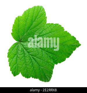 Feuille de cassis isolée sur fond blanc. Le fichier contient un chemin d'écrêtage. Banque D'Images