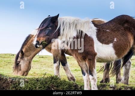 Des étangs bodmin sauvages emblématiques qui paissent sur le bodmin Moor dans les Cornouailles.