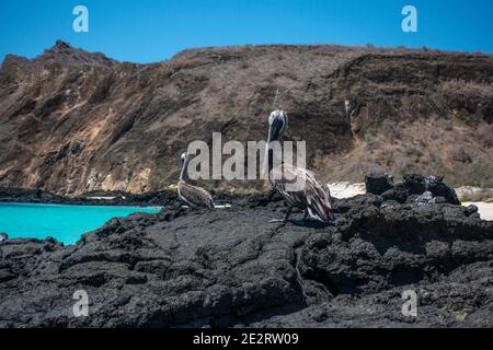 Pelican sur le rocher dans Galapagos ıslands. Banque D'Images