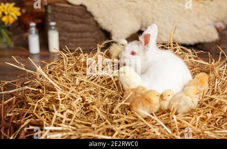 Bébé blanc petit lapin. Concept de vacances de Pâques. Lapin mignon de Pâques Banque D'Images