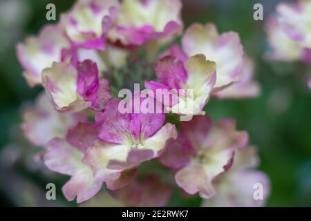 Belle variété d'hortensia paniculata en fleurs dans le jardin d'été. Photo de haute qualité Banque D'Images