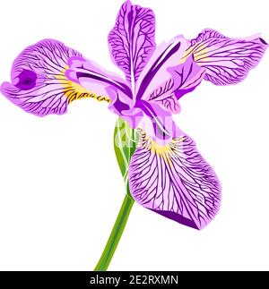 Vecteur de fleur de l'iris violet isolé sur le blanc Illustration de Vecteur