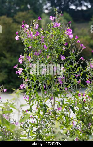 Zottiges Weidenröschen, Behaartes Weidenröschen, Weiden-Röschen, Epilobium hirsutum, Epilobium tomentosum, Great willowherb, Great Hairy willowherb, h Banque D'Images