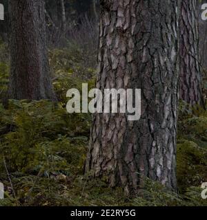 Trois troncs de pins différents avec texture gros plan du premier tronc de pin Banque D'Images