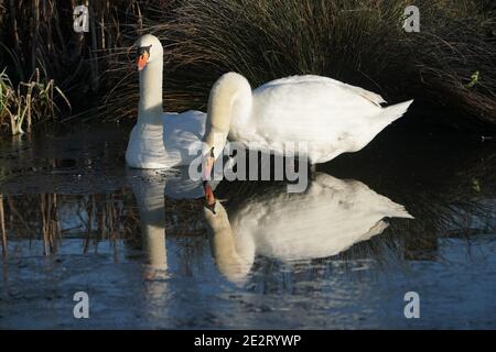 Swans au Herrington Country Park lors d'une matinée froide à Sunderland. Cette semaine, de fortes chutes de neige et de pluie verglaçante risquent de faire éclater le Royaume-Uni, avec des avertissements concernant les coupures d'électricité et les retards dans les déplacements. Banque D'Images